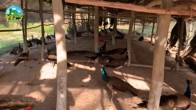 How to Make Money at Home - Peacock Farming Business Ideas - How to Start Business Peafowl Farm