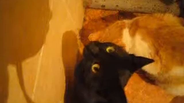 Кот учуял в стене мыш