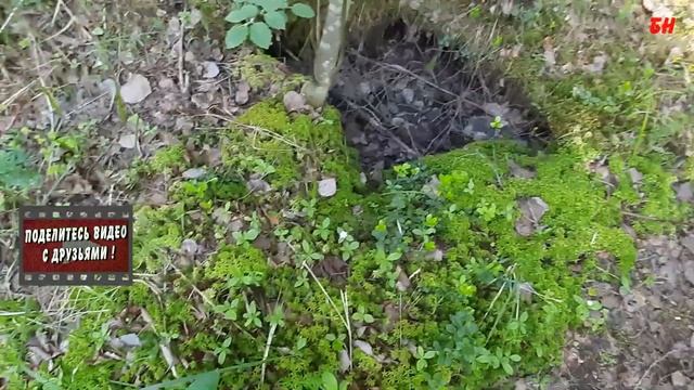 кислица обыкновенная - чудо трава - здоровье и долголетие