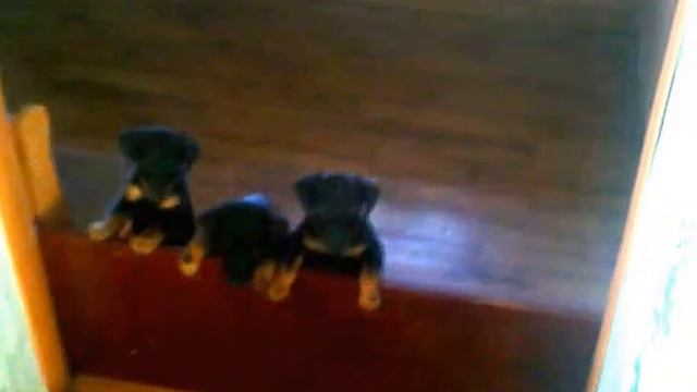 ягдтерьер щенки смотреть онлайн