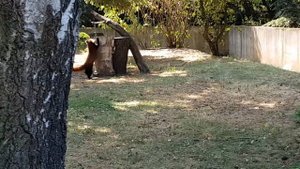 Red panda in Warsaw Zoo | Красная панда (Малая панда) в зоопарке Варшавы.