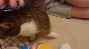 Котенок ласкается