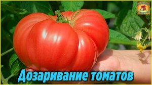 Дозаривание и хранение томатов Что делать, если помидоры не успели созреть Дачные хитрости