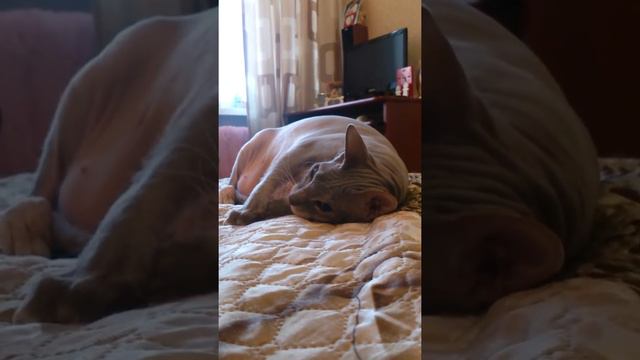 MOV 0221 смотреть онлайн