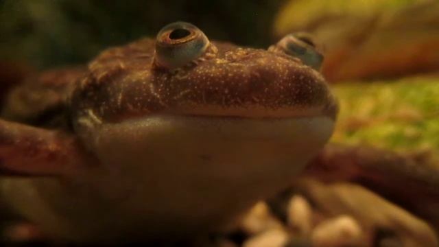 Просто шпорцевый лягух Джонатан II смотреть онлайн