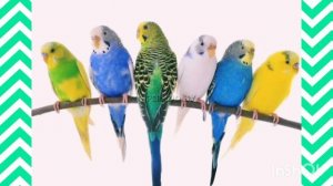 1.часть.Как выбрать ВОЛНИСТОГО ПОПУГАЯ ??#волнистыйпопугайчик #попугай #волнистики