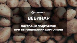 ЛИСТОВЫЕ ПОДКОРМКИ ПРИ ВЫРАЩИВАНИИ КАРТОФЕЛЯ