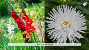 Дикорастущие и культурные растения. Дикие и домашние животные