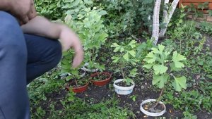 Гинкго Билоба  выращивание из семян.