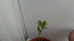 Ускоренное видео. Как растет лимон.