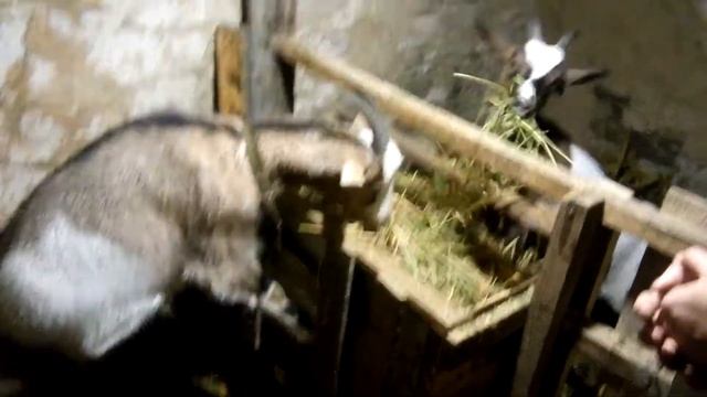 Наши альпийские козы. смотреть онлайн