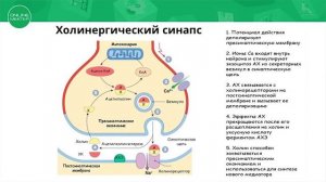 Урок биологии 10 класс Взаимосвязь строения и функции холинергического синапса