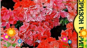 Пеларгония обыкновенная. Краткий обзор, описание характеристик pelargonium Пинто Премиум F1 Вайт
