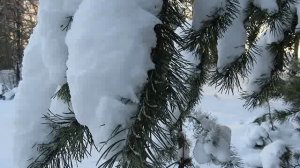 у природы нет плохой погоды