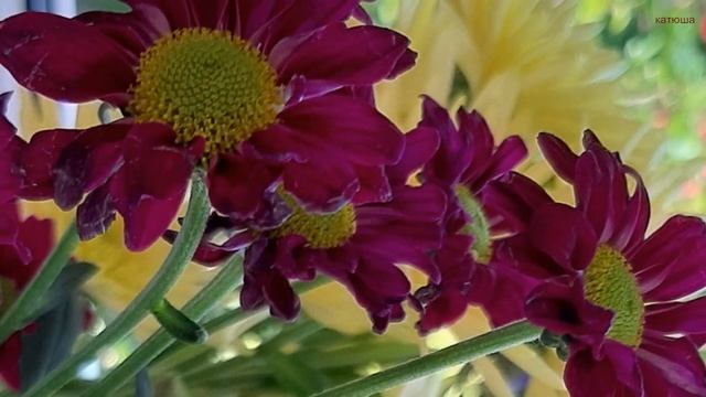 Август Время для веселья! Поздравляем с днём рожденья! смотреть онлайн