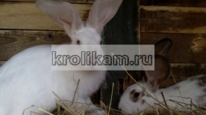 Содержание и разведение кроликов в домашних условиях - видео советы.