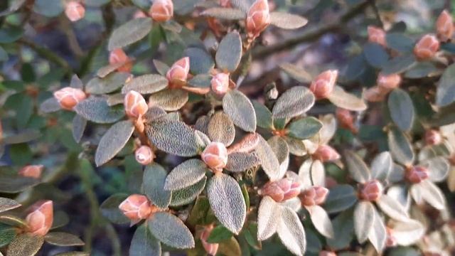 Новая клумба. Компост в мешках за 6 месяцев. Черенки в горшках. Азалии. Керрия японская. Хебе. Юкка смотреть онлайн