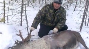 Охота на оленя удалась.