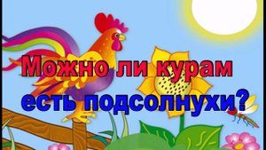 Можно ли курам есть подсолнухи
