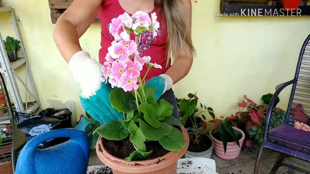 O Que Aconteceu Com as Flores da Minha Primula? смотреть онлайн