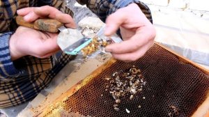 Ищем клеща Вароа Varroa в расплоде весной  Найдём или нет