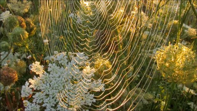 В кружевах моркови дикой смотреть онлайн