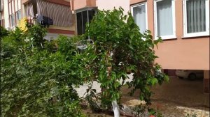 Прогулка по 206 Sk. Не туристическая улица Махмутлара 05 апреля 2021. Мечеть Mahmoud Central Mosque