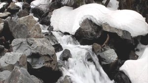 ВОЛК напал на охотничью собаку, когда ты выслеживала кабана...