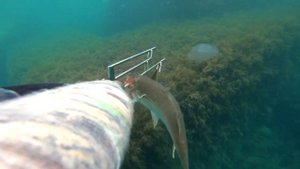 Подводная охота на Черном море. Охота на лобана.