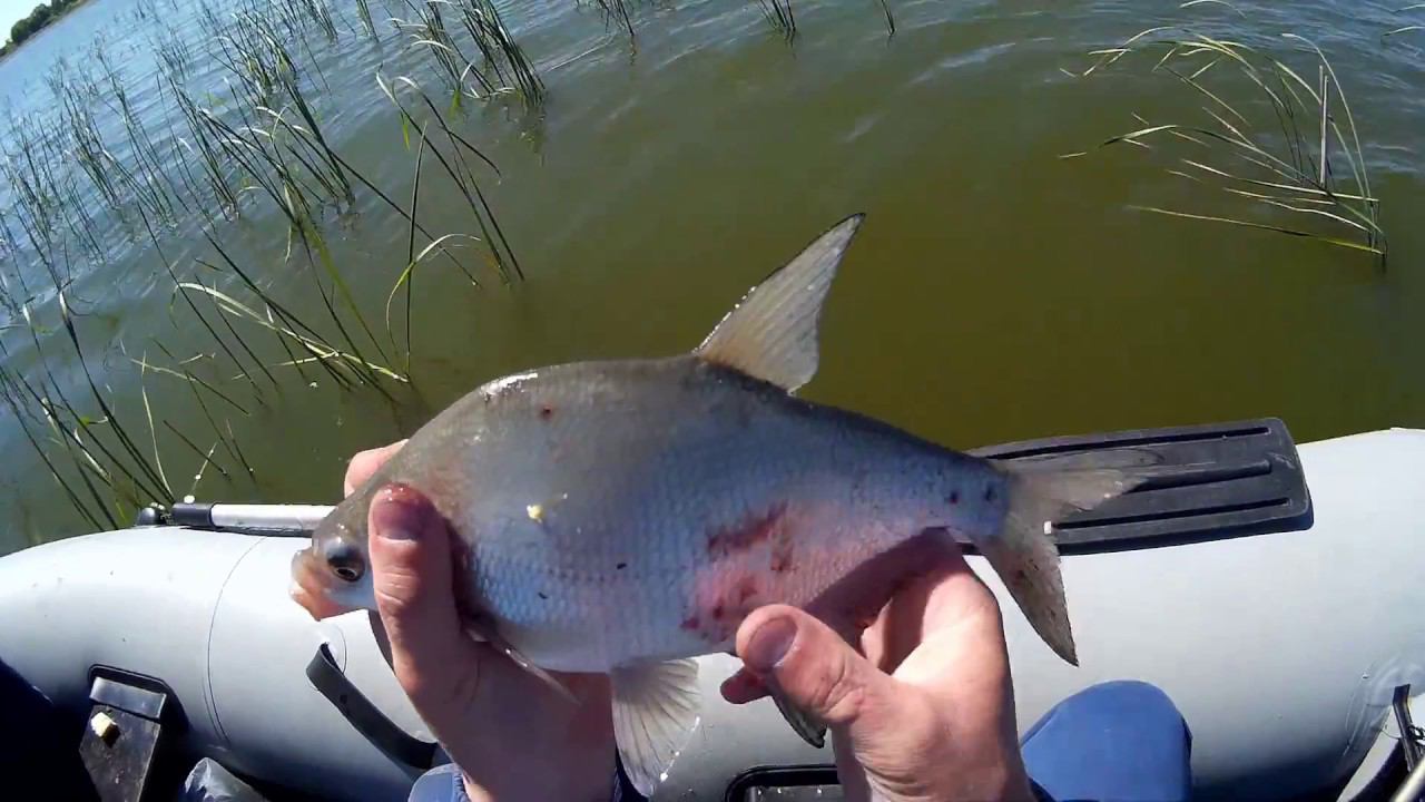 Рыбалка с лодки!В поисках карася!Наловил густеры! смотреть онлайн