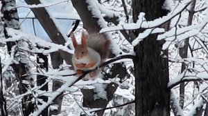 В Центральном парке Новосибирска