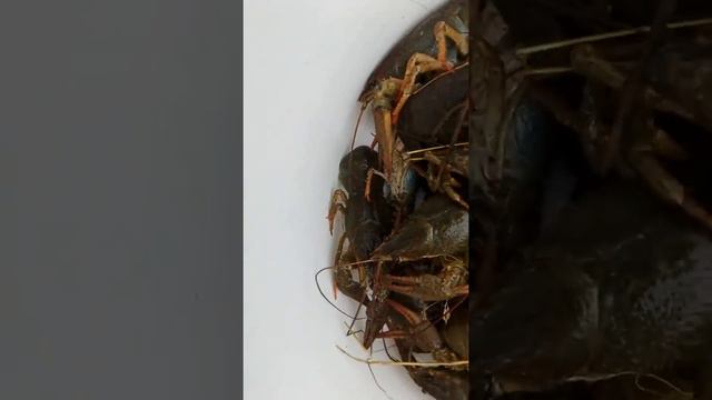 Наловили раков ептеть смотреть онлайн