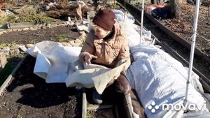 Укрываем виноград на зиму