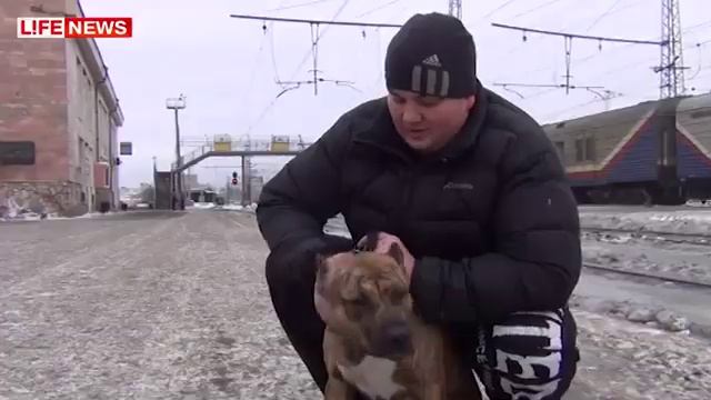 Пес прошел 1500 км по шпалам до дома из Астрахани в Пермь