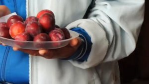 Шушенский плодово-ягодный ГСУ. Ранние сорта сливы, часть 6. Узюк