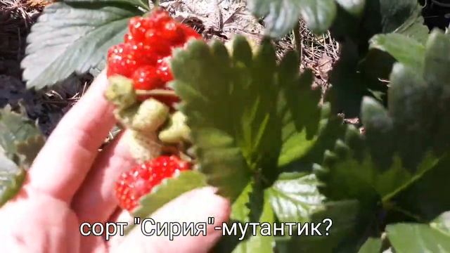?Сорт "Сирия" от Светланы Татур (из трёх кустиков один мутант). Съёмка-начало июня 2021г. смотреть онлайн