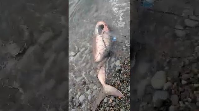 18+❗ Хабаровский край Советская гавань СИТУАН смотреть онлайн