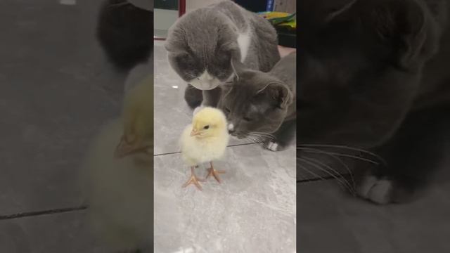 Цыпа коте