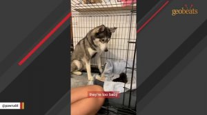 Dumped by family, husky stopped howling until...