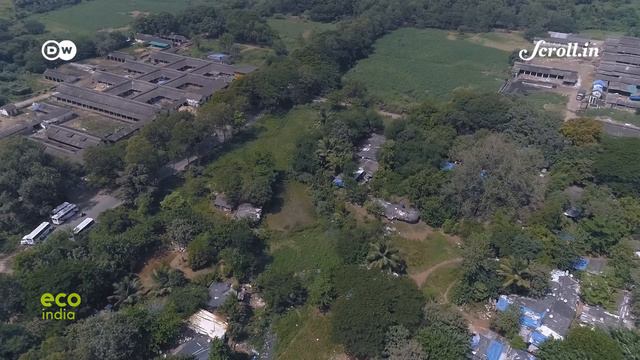 Eco India: How humans and leopards are co-existing in Mumbai смотреть онлайн