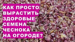 Как легко и просто получить здоровые семена чеснока на своем огороде?