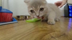 ЖАДНЫЙ КОТЁНОК ЕСТ И ЗЛИТСЯ | My Fun Pets