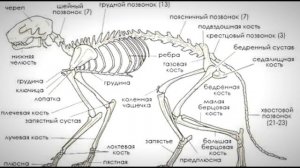 СКЕЛЕТ КОШКИ