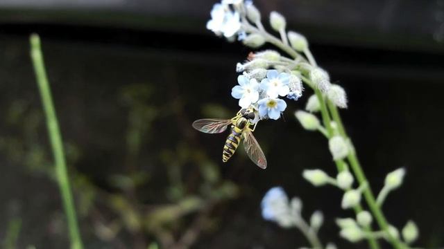 Lento - Sonata No.1 in E Minor for two flute (Schultze) flute : Kirio Matsuda смотреть онлайн