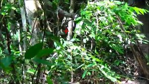 Охота с PCP пневматикой 5.5 мм.