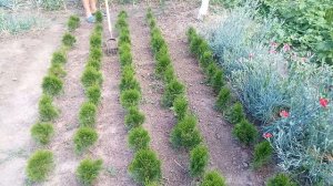 Ручной культиватор в работе.