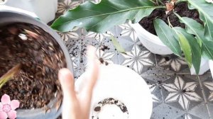 REPOTTING ANTHURIUM GELOMBANG CINTA DAN CALATHEA | MERAPIHKAN TAMAN MINIMALIS