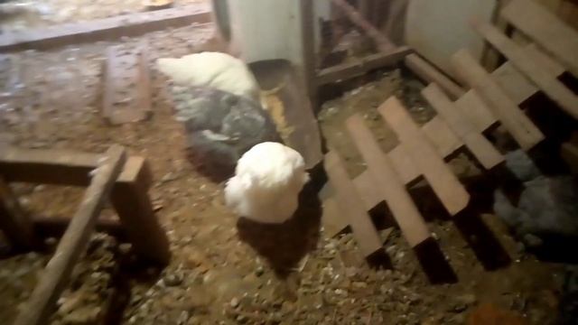 Кто больше ест : утка? , курица ? или гусь ? смотреть онлайн