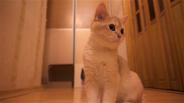 Котенок Ричи пробует новую вкусную еду. Британская короткошерстная золотая шиншилла