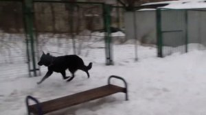 Ежевика 4 bestdog.mybb.ru